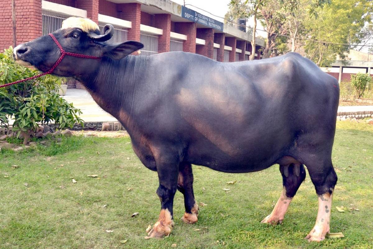 Punjab state approx 56 per cent of total milk comes from buffalo.