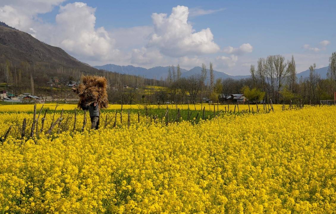 The agriculture department has roughly fivefold increased the area under mustard cultivation