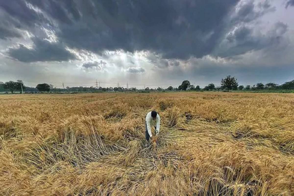 A farmer showing the damaged wheat crop after rain in Ludhiana on Monday.