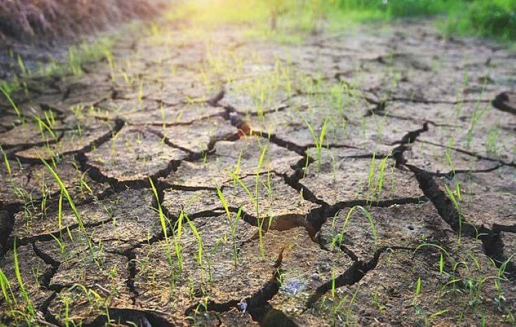 IPCC Report Links Climate Change to Declining Agricultural Productivity