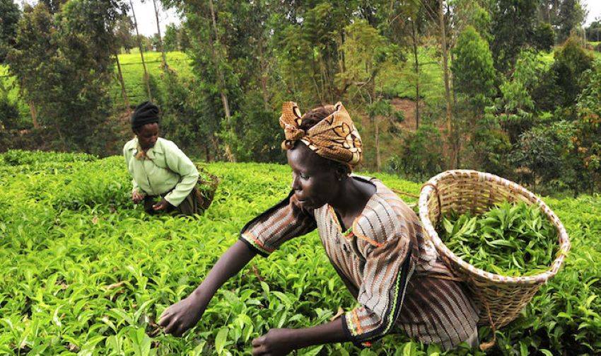 German Foundation Pledges €5 Million to Support Nigeria's Farming Sector