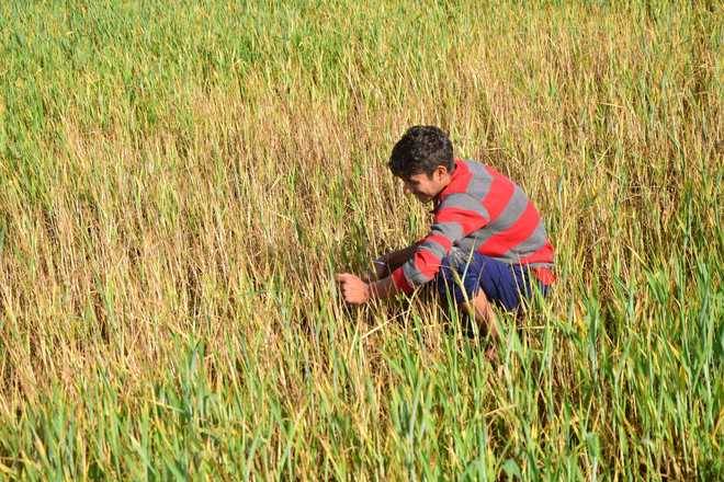 This bold initiative will identify, build capacity for, and promote Rural Business & Service Hubs (RBSHs) across all districts in J&K