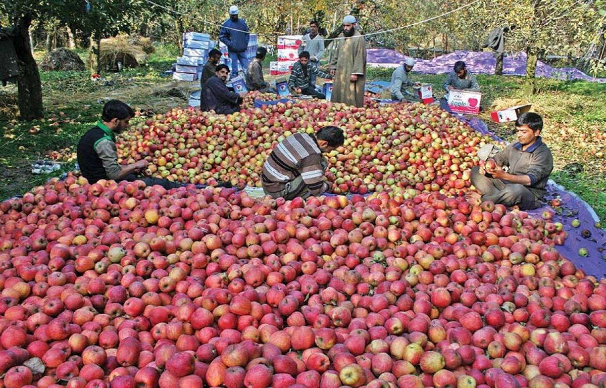 Leaders of the protest also criticized the Modi administration's policies, with some claiming that the government targets Muslim apple farmers