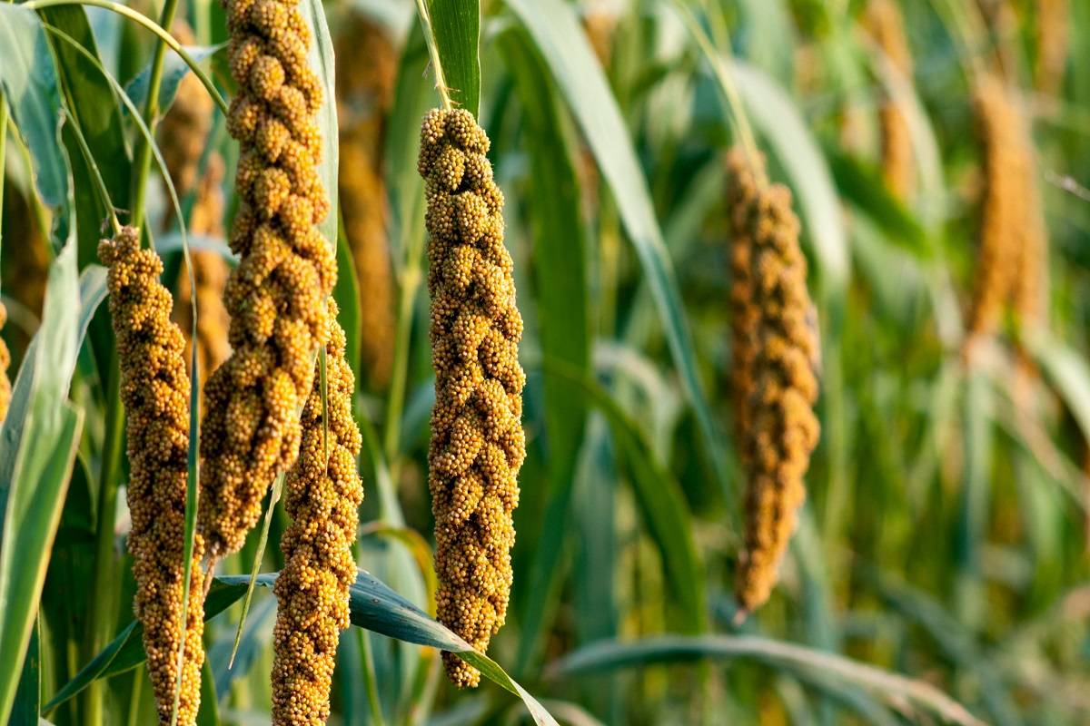 Millets have all the rich nutrients that may be lacking in the other foods we eat these days.