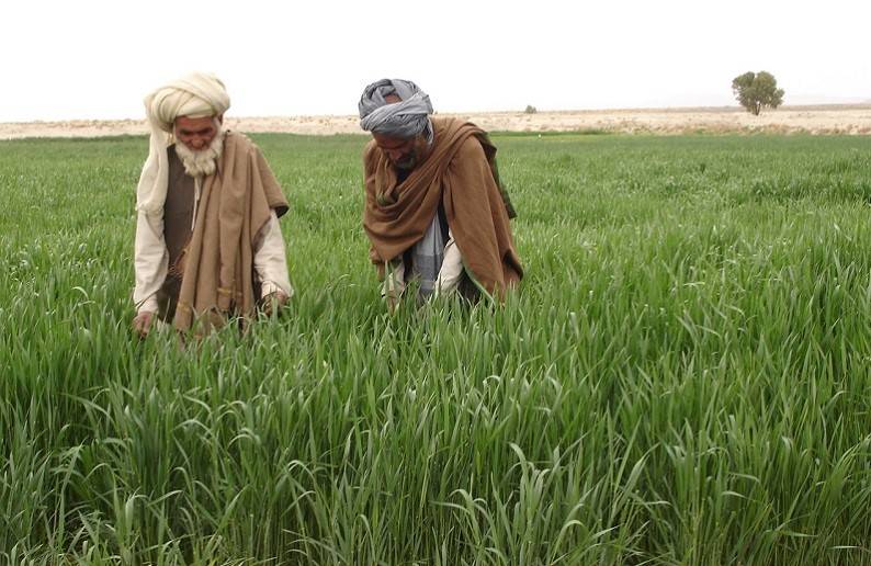 Pakistan's Farmers Group Calls Upon Army to Address Food & Fertilizer Crises