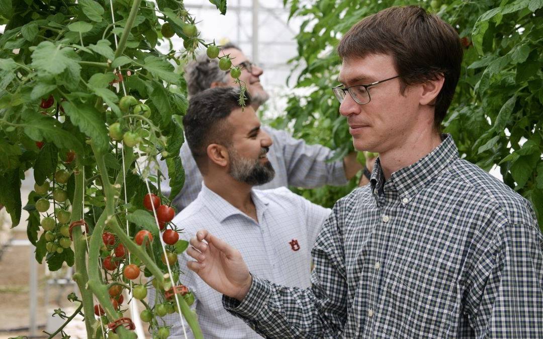 Auburn University Authorities Revamp Controlled Environment Agriculture