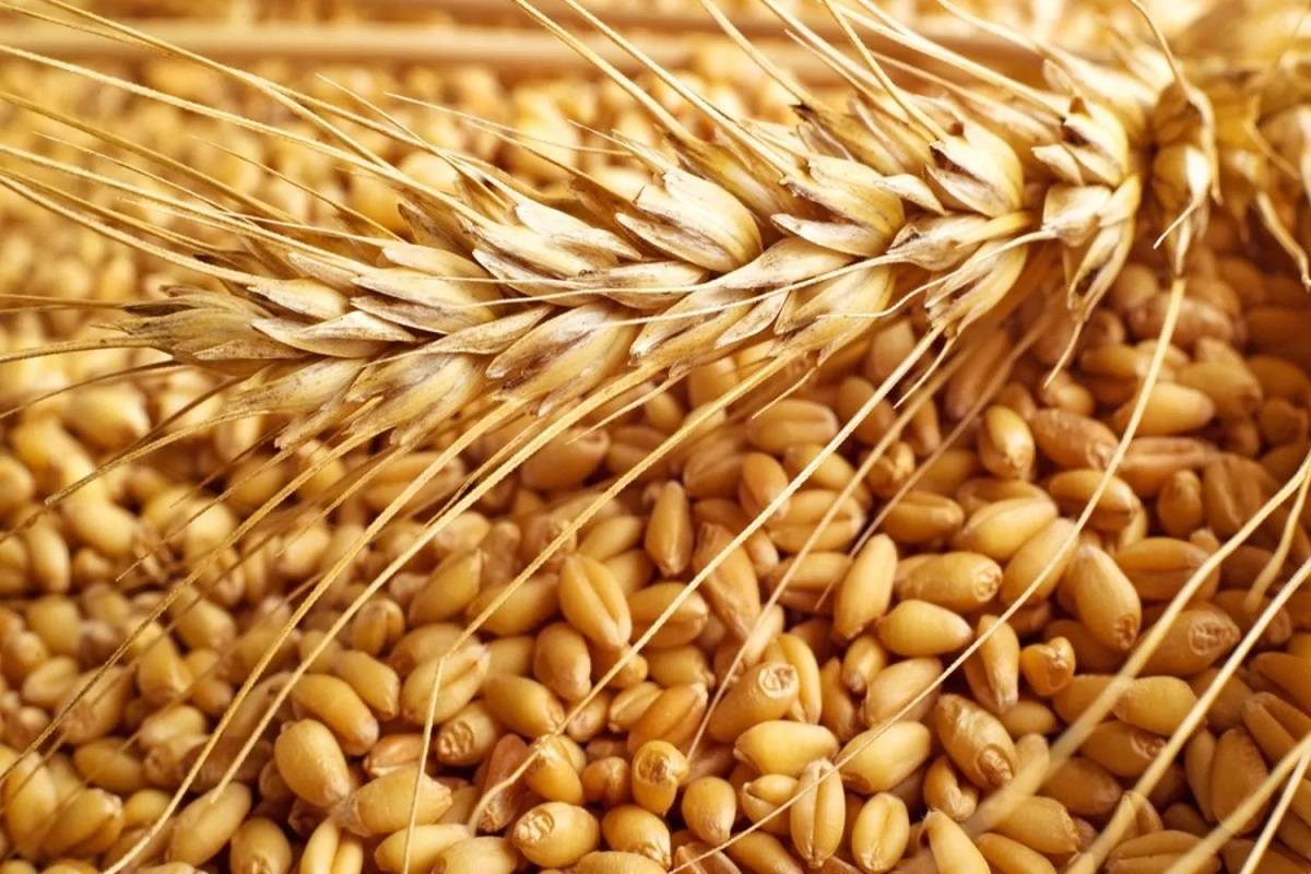 Food Secretary Sanjeev Chopra said, there may be “marginal” loss in wheat production due to unseasonal rain.