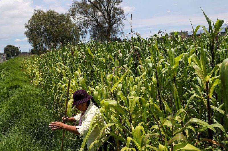 US Farmers Open to Mexican Restrictions on GM Corn