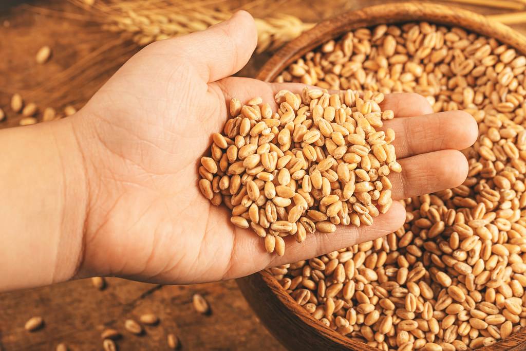 FCI CMD Expects 342 Lac metric ton Procurement, Ensuring Ample Wheat Supply in Country