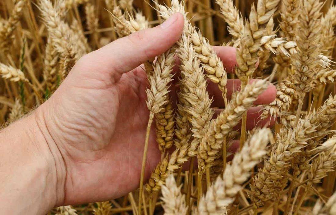 Union Food Secretary Allays Concerns, Assures No Shortfall in Wheat Production