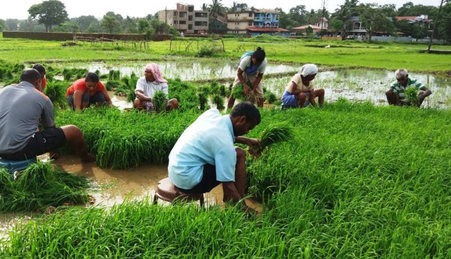 Goa's Farmers Unite to Fight: Campaigning Against Agri Land Bill Threatening Their Livelihood