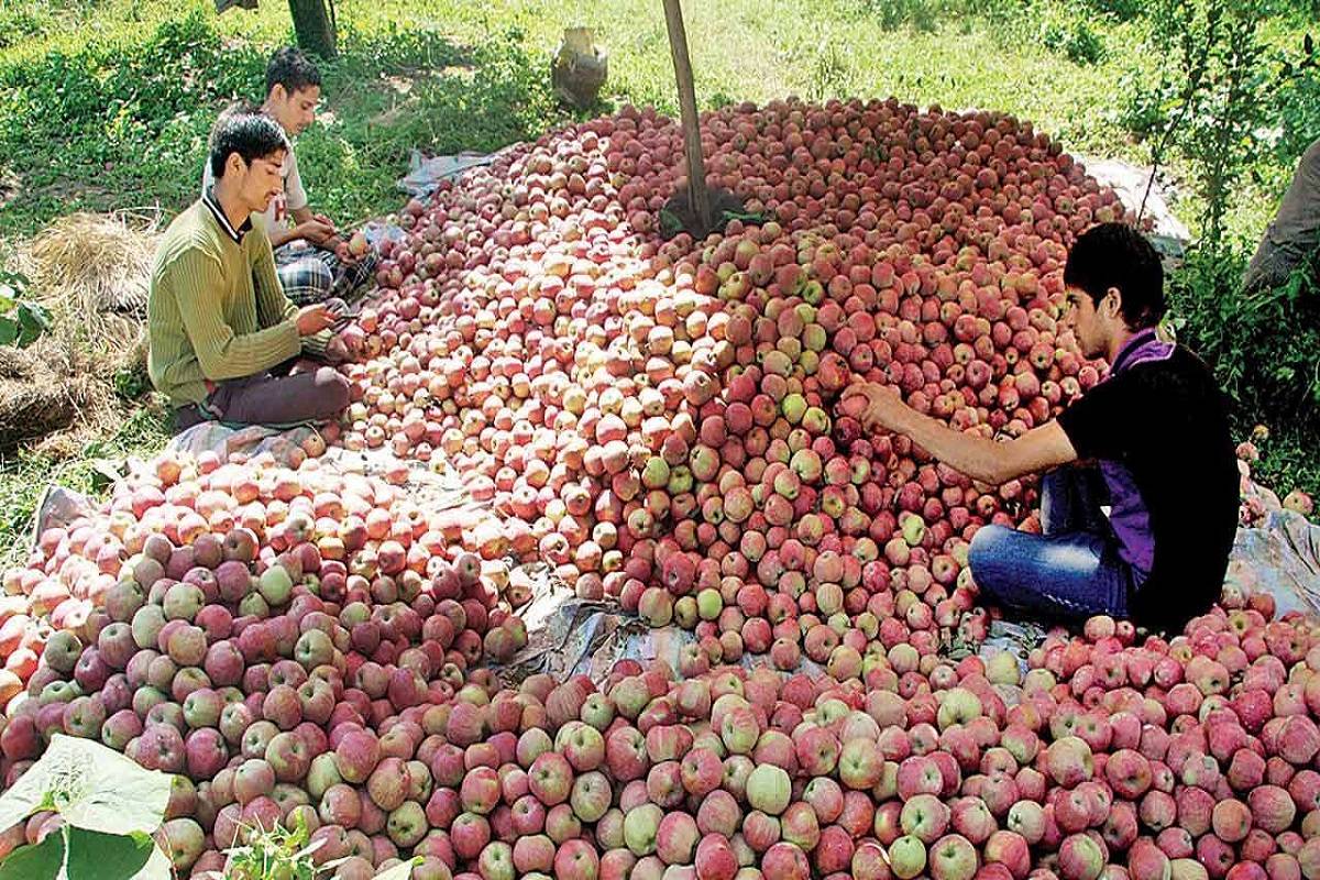Himachal government’s marketing board issued a circular directing the sale of apples and similar fruits to be based on the weight of the yield in all markets