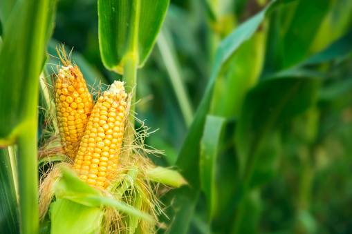 Pakistan's Rise as Strong Competitor Threatens India's Supremacy in Global Maize Market