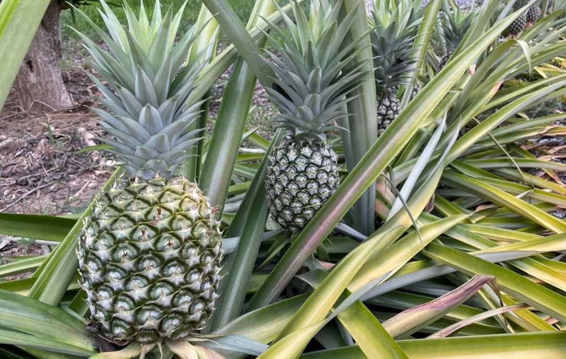 Optimistic Pineapple Farmers Benefit from Surging Prices Amid Low Production