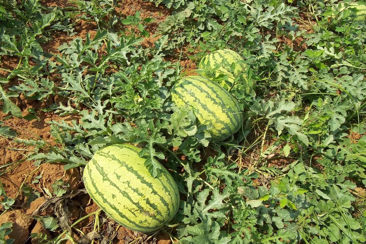 Watermelon Farming Revolutionizes Life in Char Regions of Brahmaputra ...