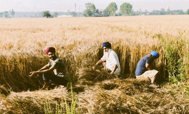 Central Teams Assess Grain Damage in Punjab, Collect 55 Samples for Analysis