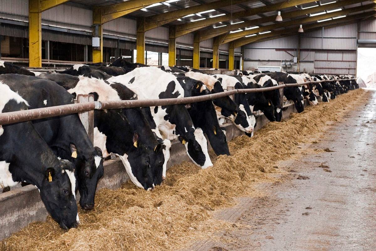 The expense of raising cattle at the current levels of fodder price has compelled these farmers to abandon their dairy operations.