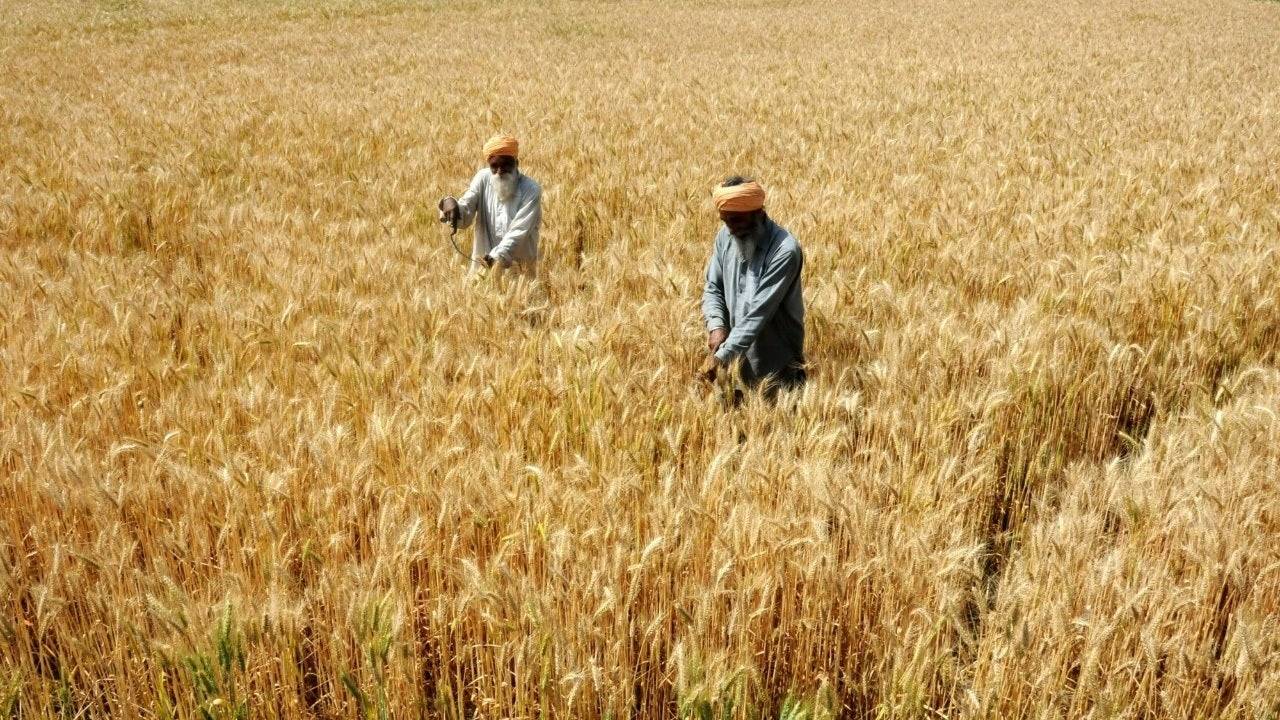Bhartiya Kisan Union Demands Higher MSP for Wheat