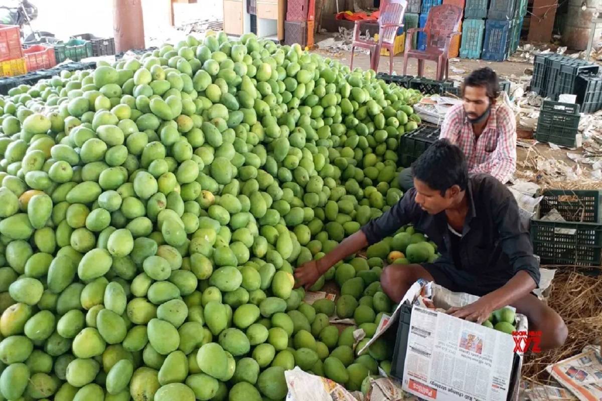 Mango growers of Annamayya district are worried as the prospects of a good crop yield seem bleak this season.