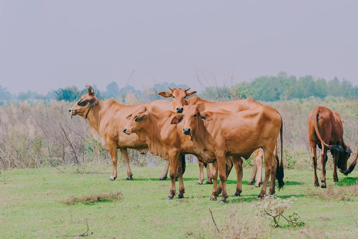 Centre To Increase Livestock Insurance Scheme Coverage
