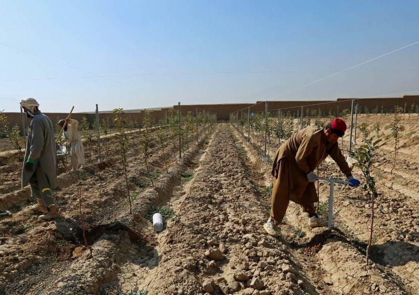 Farmers in Drought-Prone Areas of Afghanistan Brace for Drop in Crop Yield