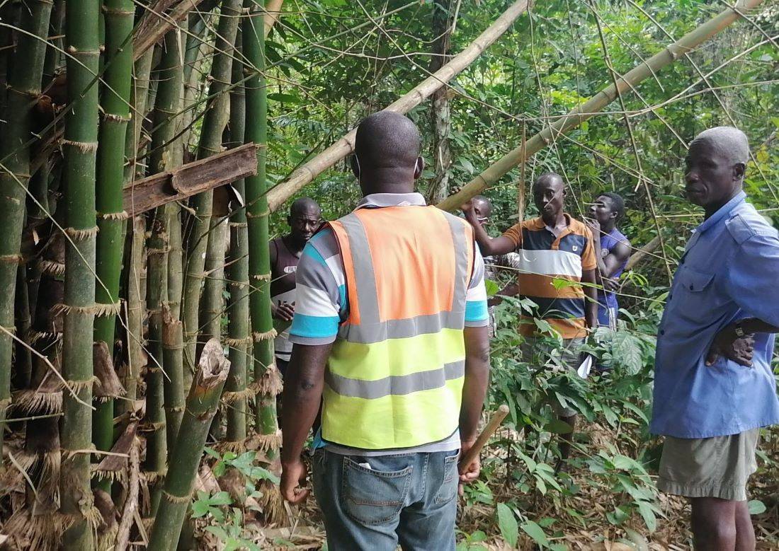 Uganda Encourages Bamboo Farming to Combat Deforestation & Promote Sustainability