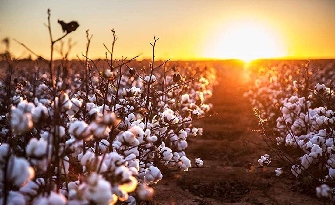 PAU Experts Advise Growers to Avoid Planting Moong on Cotton Fields