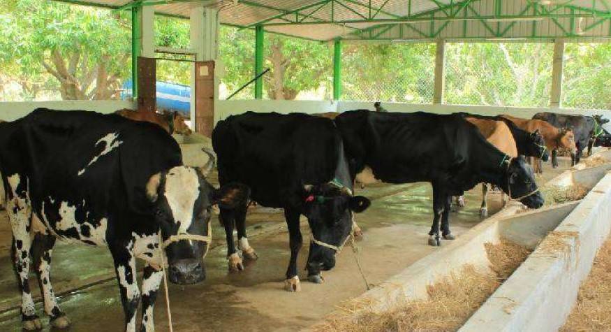 Govt Plans 'Free Insurance' for Cows, Possibility of 100% Subsidy on Premium