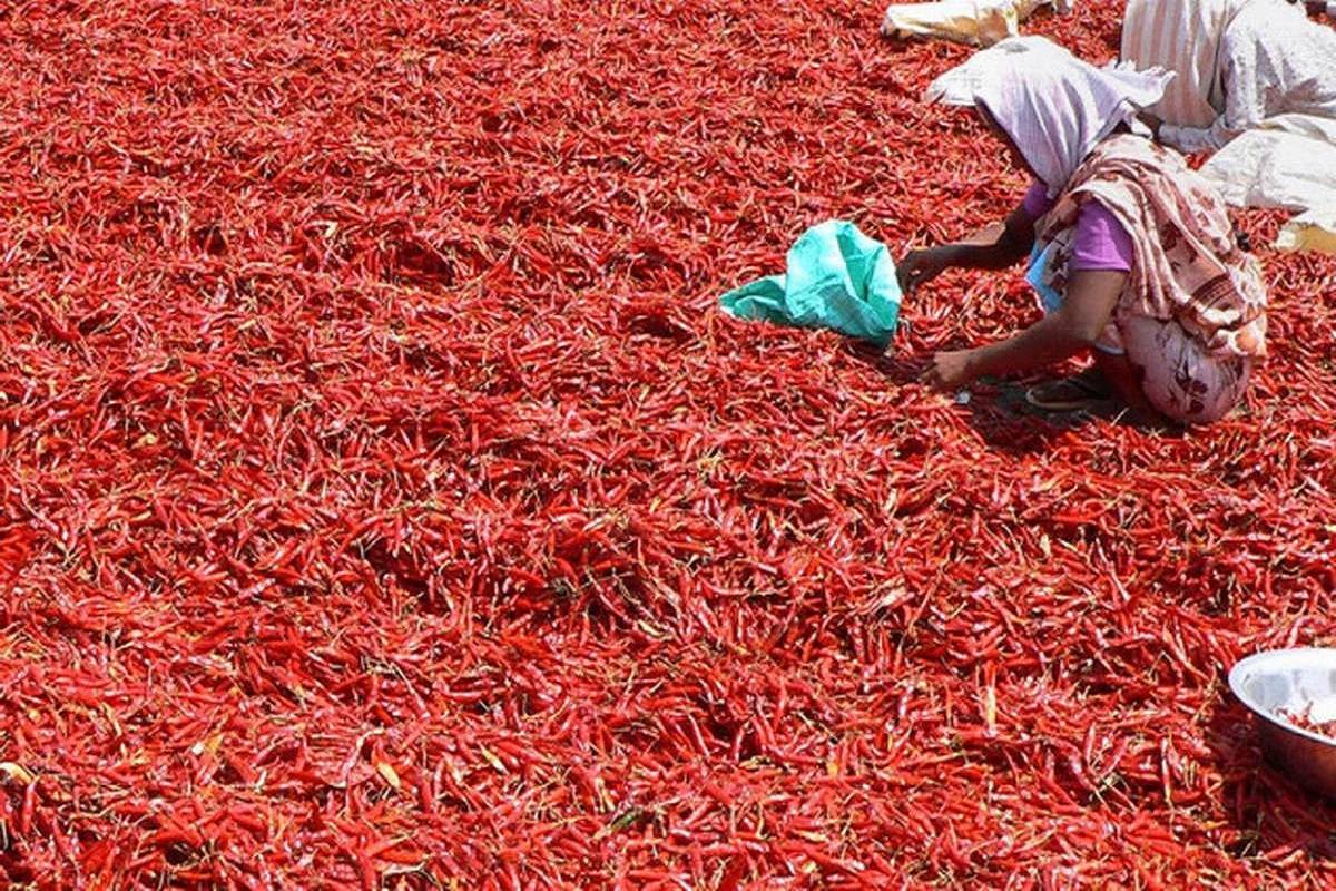 Chilli growers of Ferozepur are setting an example for other farmers for coming out of the wheat-paddy crop cycle and successfully reaping rich dividends without depending on the traditional crops.