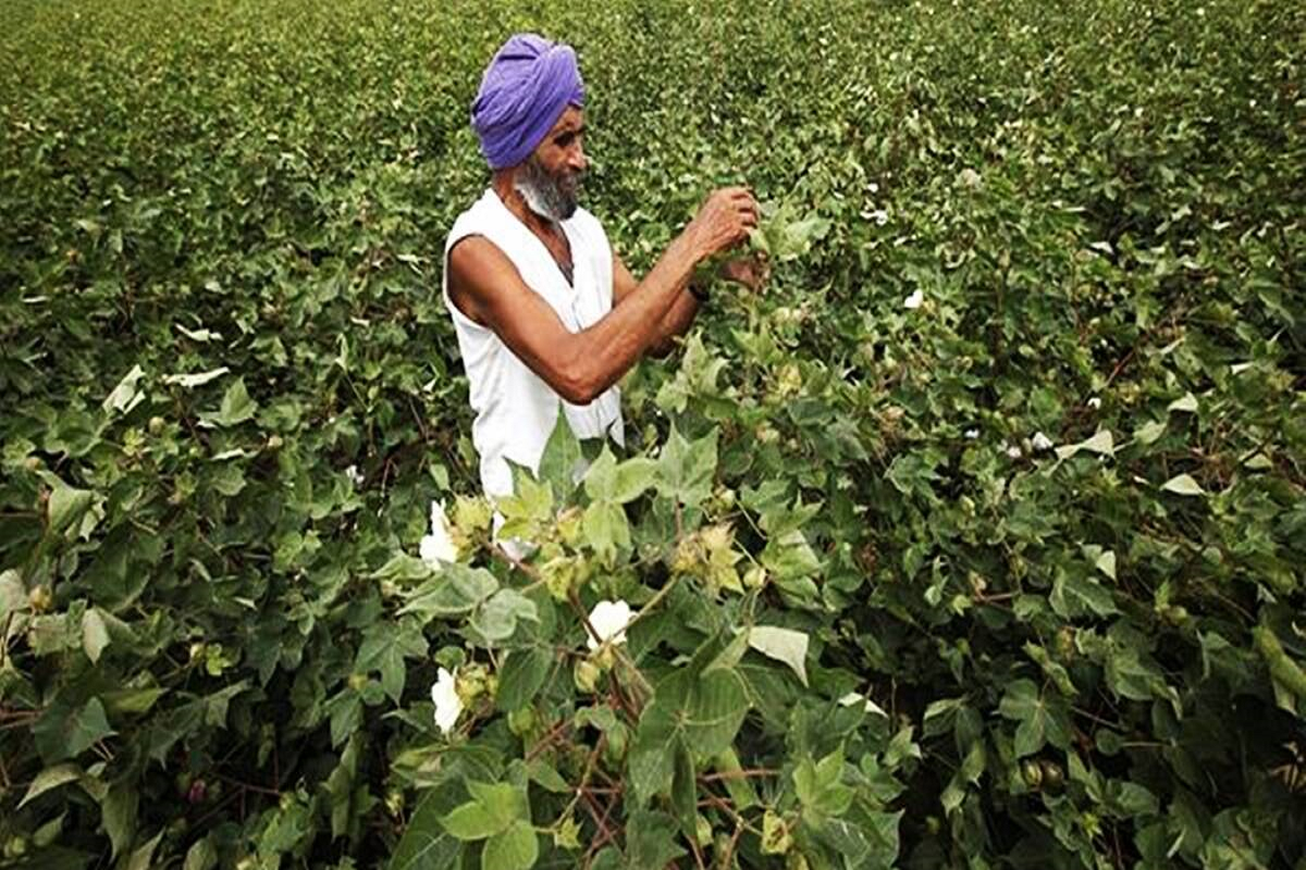 Farmer sowing Nibge-11, BS-15, CKC-1, CIM-663, FH-490, CKC-3, MNH-1020, IUB-2013, Niab-1048, Niab-878, Niab-545, and Niab-Kiran Cotton varieties