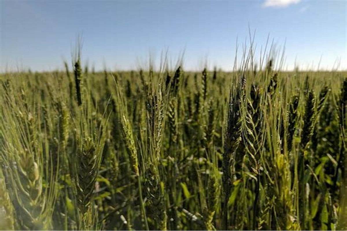 Agriculture Department officials said rabi crops had been sown in 1.936 million hectares which is more than the target of 1.925 million hectares.