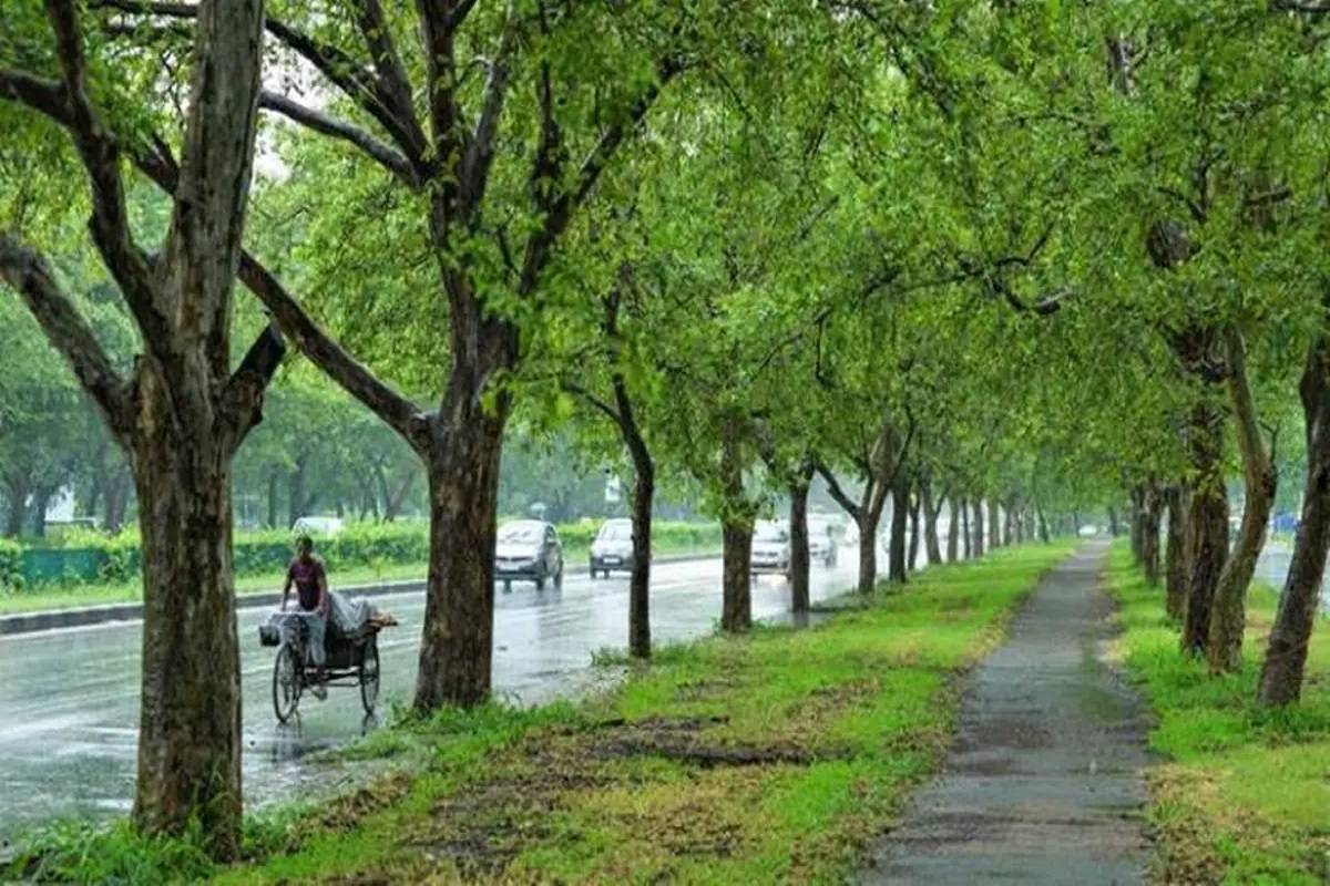 Officials said that more than 1,000 trees are located on the Panchkula side exit of the railway station, with the rest being located on the Chandigarh side.