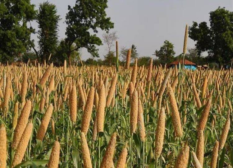 Madhya Pradesh to Implement Millet Mission Scheme Across All Districts for Two Years