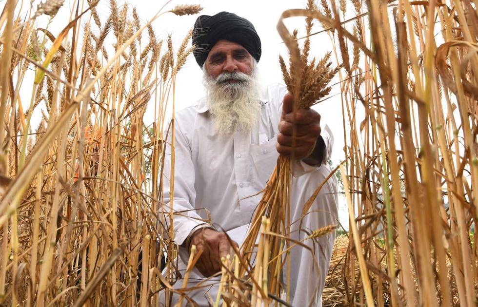 Govt Eases Wheat Purchase Quality Standards in Punjab