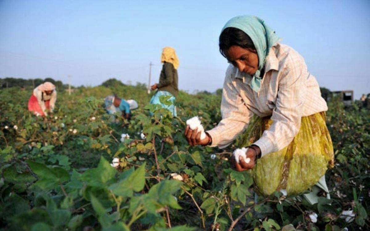 AP Tribal Farmers Fetching Good Prices via Organic Cotton Cultivation