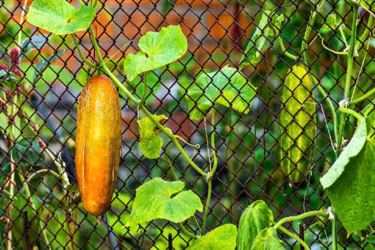 Kanjikuzhi Panchayat's Organic Farmers Celebrate Bountiful Harvest with Festive Fervor