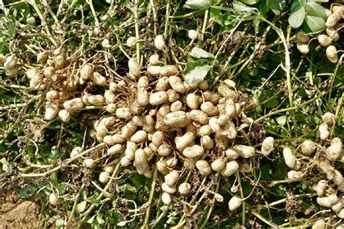 The yield of groundnut kernels was increased by 30-40% with the ZBNF treatment