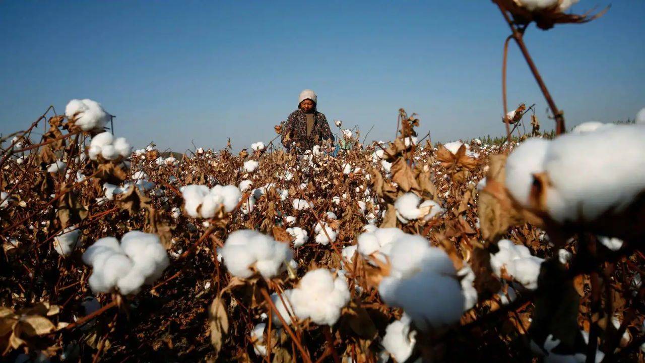 USDA Predicts India's Cotton Exports to Match Imports for the First Time in Years