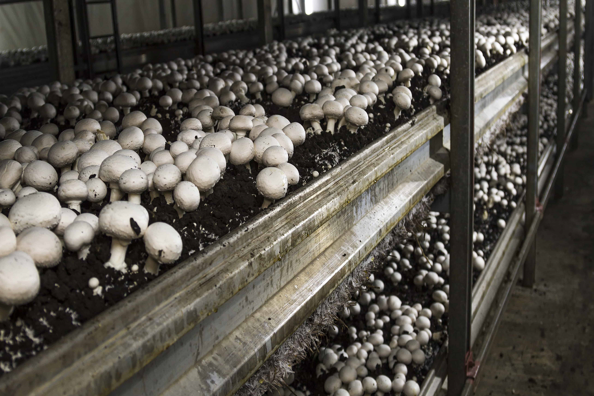 Bihar mushroom production by farmers and now they can get up to 50% subsidy on mushroom farming