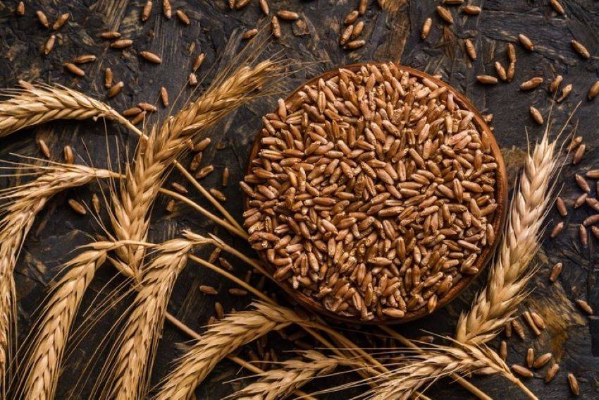 UP Govt Approves MSP of Rs 2,125 per quintal for Wheat Procurement