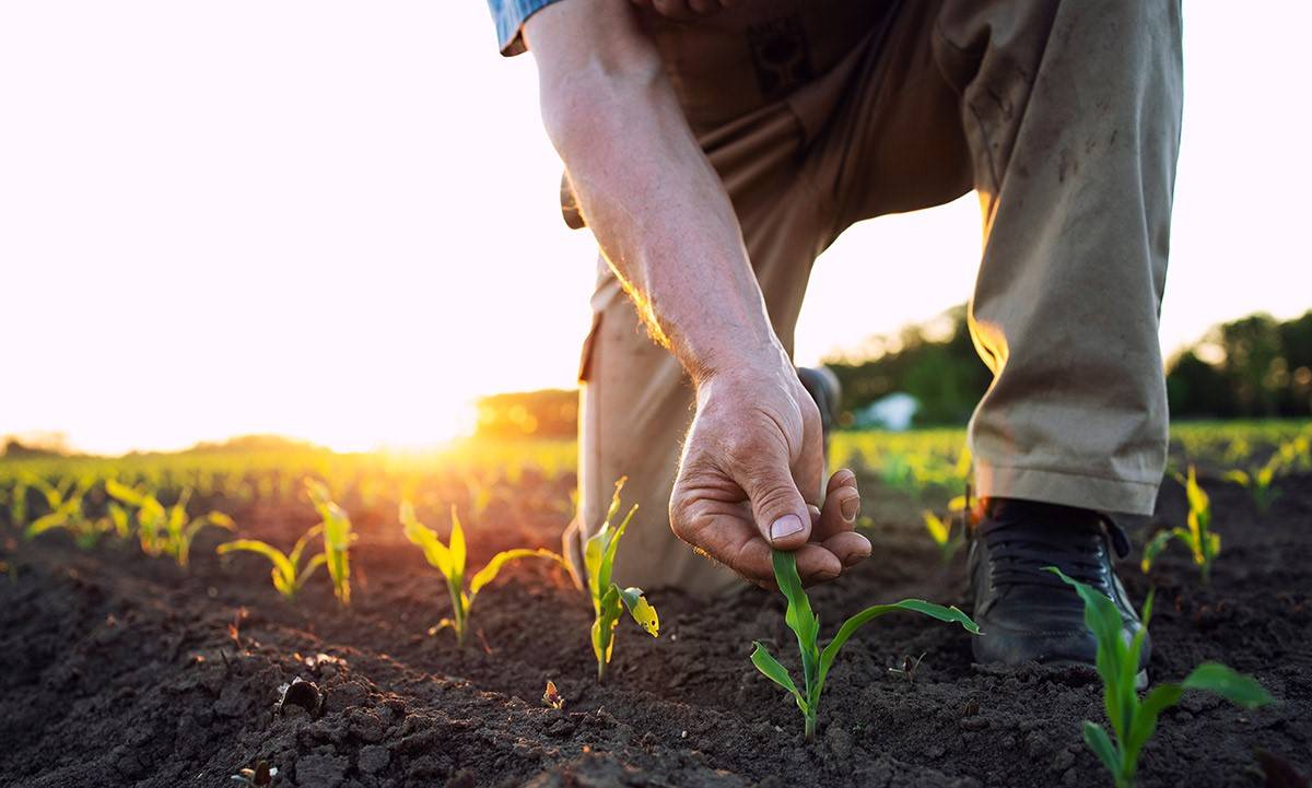 Gujarat's Agri Sector Sees Potential in Biochar to Reduce Pollution & Boost Farmer Income