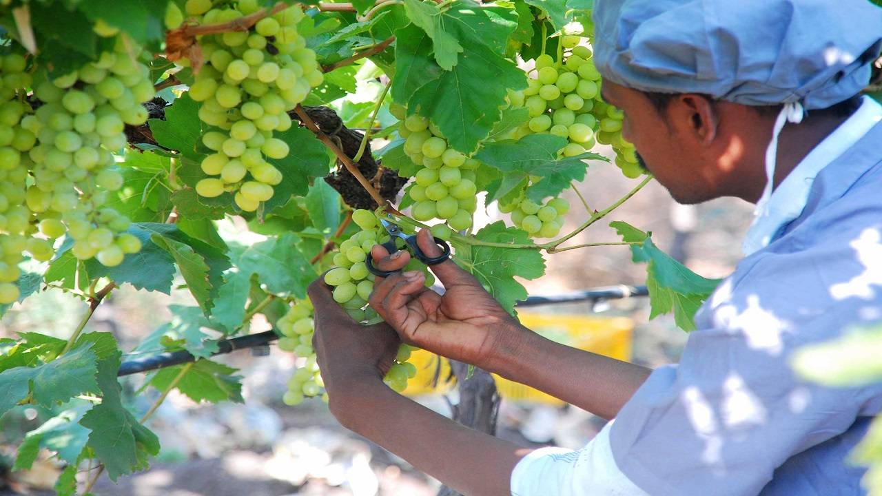 Qutubgarh farmers in North West Delhi will receive training in grapes cultivation