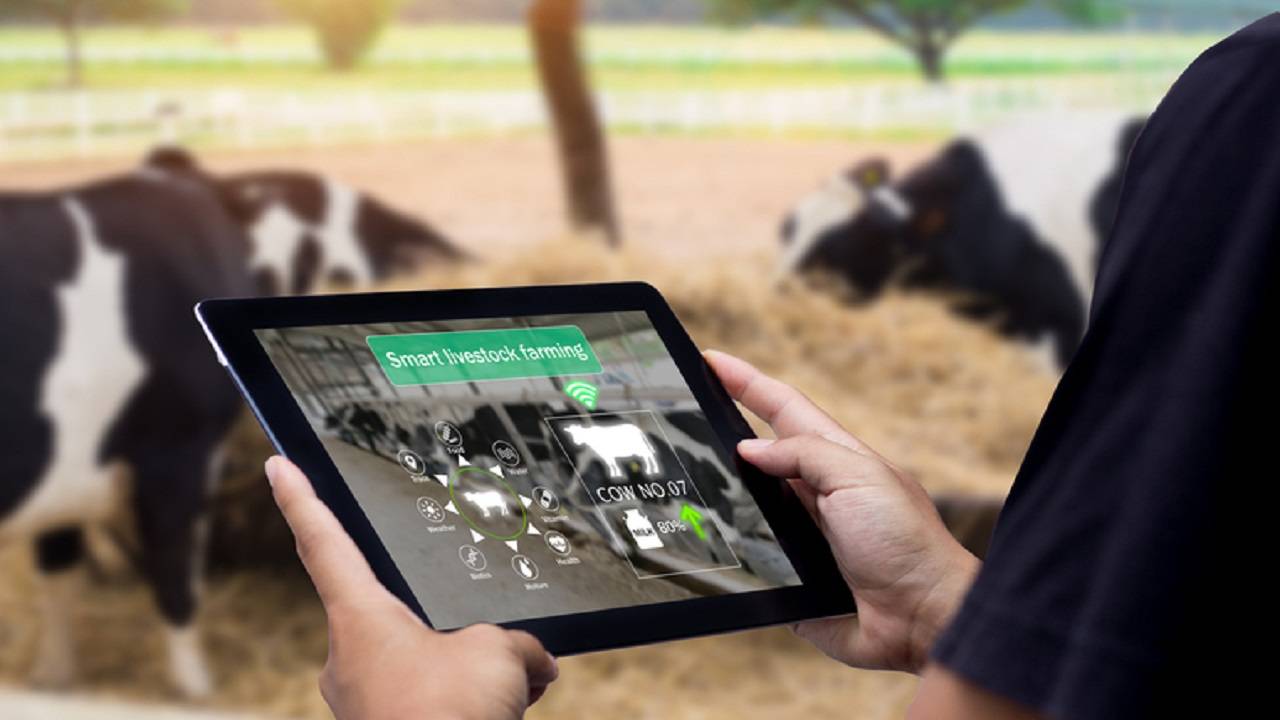 Precision livestock farming techniques help farmers enhance their decision management by tracking animals through automated monitoring devices such as sensor cameras, microphones, internet access, and wireless communication networks