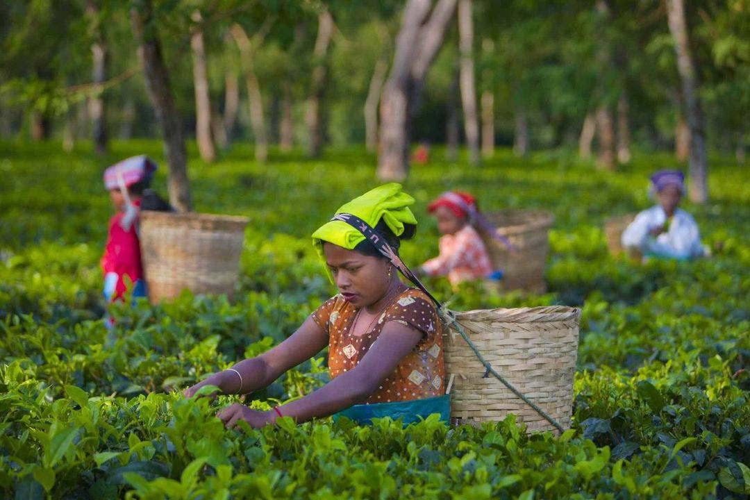 West Bengal Govt Prioritizes Tea Tourism Development, Says Shashi Panja