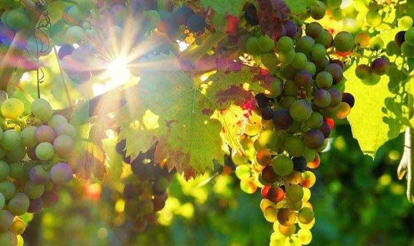 Indian Grape Exports Thrive Despite Uncertainty & Crop Losses