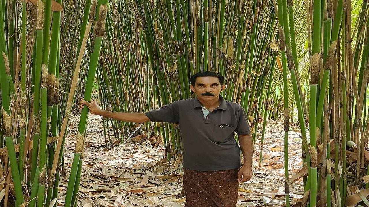 Bhaskaran on his five-year-old Bambusetum at Pulpally in Wayanad district.