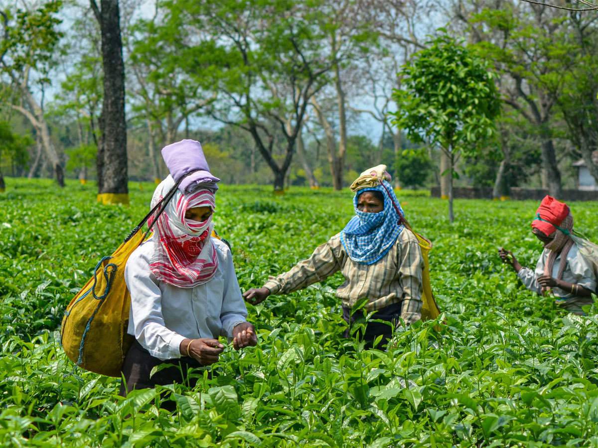 Tea Exports Surge by 18% to Rs 6,582 Cr in FY23, but Exporters Remain Cautious Due to Iran Issue