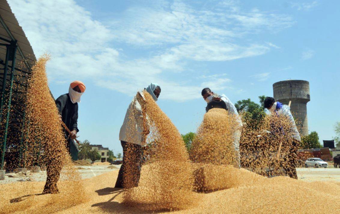 Wheat Harvest Gains Momentum: Over 5,000 MT Reaches Mandis