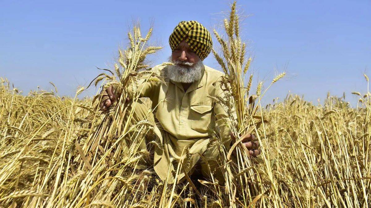 HAFED Chief Backtracks on Promised Benefits to Wheat Farmers: Taken a U-turn
