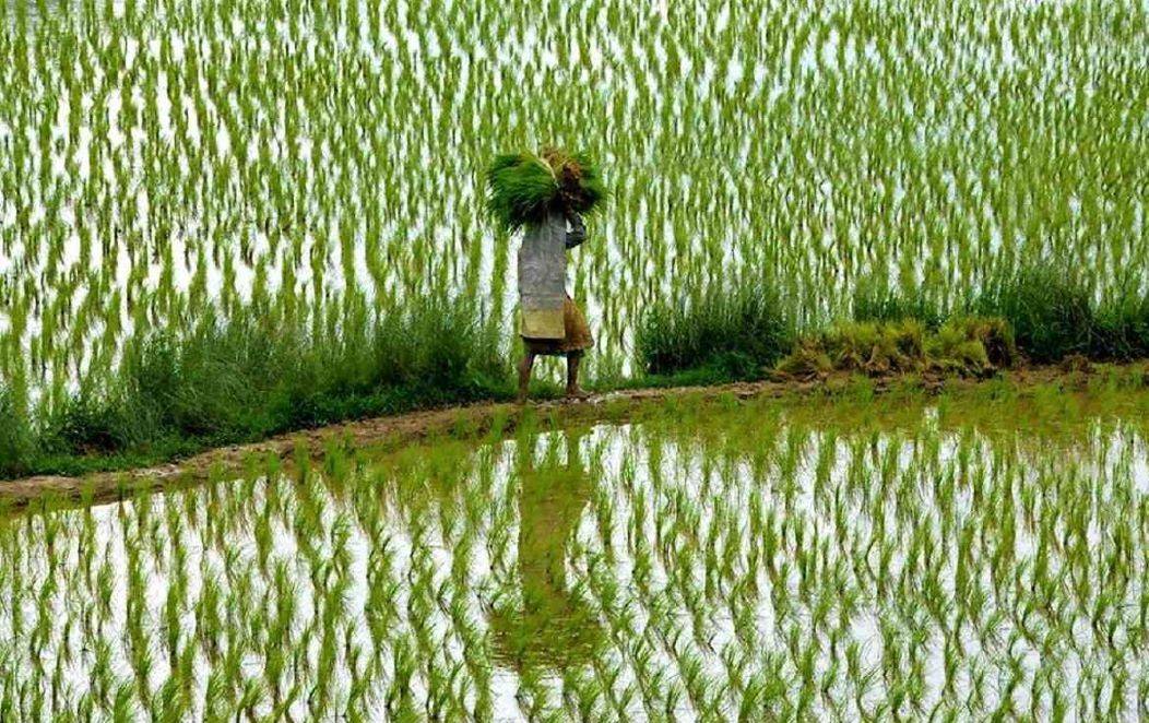 Climate Change Threatens Paddy Farmers in Kuttanad: Decreasing Yield & Increasing Challenges